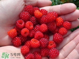 覆盆子哪里有賣？覆盆子多少錢一斤？
