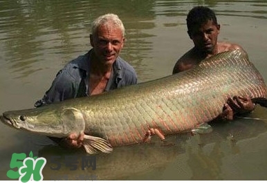 金錢鳘是什么魚？金錢鳘是淡水魚嗎？