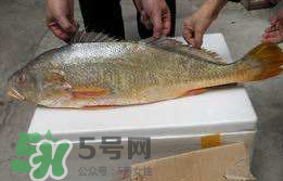 孕婦能吃金錢鱉嗎？懷孕期間能不能吃金錢鱉？