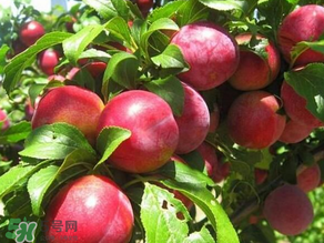 ?油桃是發物嗎？?油桃是不是發物？