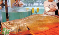 孕婦能吃金錢鱉嗎？懷孕期間能不能吃金錢鱉？