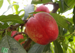 油桃和牛奶能一起吃嗎？喝完牛奶能吃油桃嗎？
