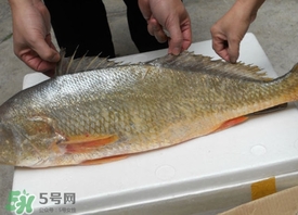 黃唇魚是不是黃花魚？黃唇魚和黃花魚的區別