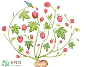 覆盆子和樹莓的區別 覆盆子與樹莓的區別