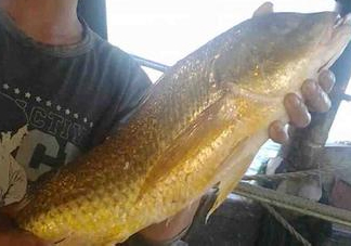 金錢鳘可以人工養殖嗎？黃唇魚為什么難養殖