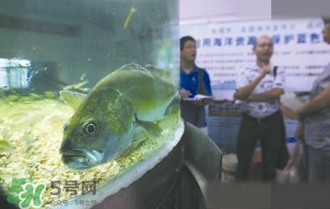 金錢鳘是哪里原產的？金錢鳘的產地在哪里