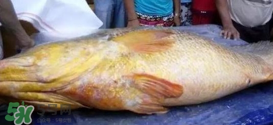 金錢鳘可以人工養殖嗎？黃唇魚為什么難養殖
