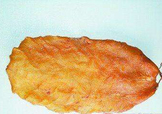  黃唇魚魚鰾怎么吃？ 黃唇魚魚鰾如何吃？
