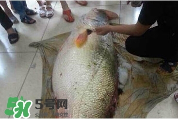 金錢鳘為什么那么貴？金錢鳘為什么能賣那么貴