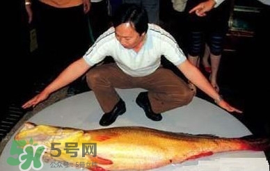 黃唇魚魚鰾能救命？黃唇魚魚鰾可以救命？