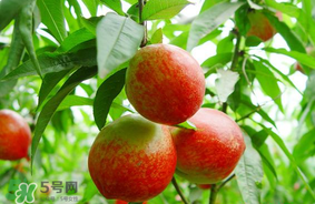 油桃可以榨汁嗎？油桃怎么榨汁？