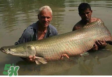 黃唇魚怎么養殖？黃唇魚養殖環境