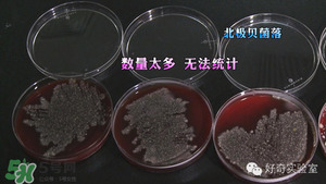 三文魚有刺嗎？三文魚的刺怎么處理