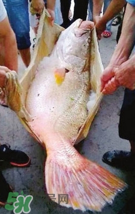 黃唇魚魚鰾真的那么神？黃唇魚魚鰾真實藥用價值