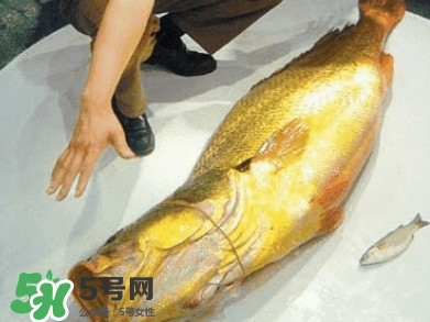 金錢鳘為什么那么貴？金錢鳘為什么能賣那么貴