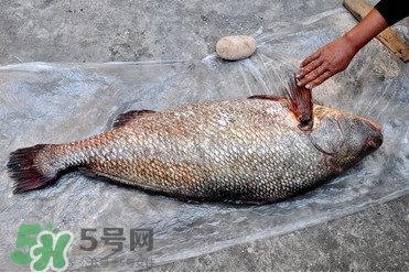 黃唇魚是不是黃花魚？黃唇魚和黃花魚的區別