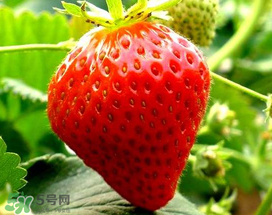 5月份可以種草莓嗎？五月份可以種草莓嗎？