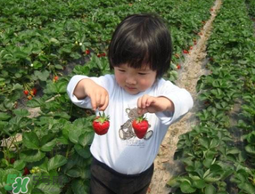 5月份能摘草莓嗎？五月份還有草莓摘嗎？