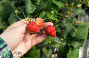 5月份能摘草莓嗎？五月份還有草莓摘嗎？