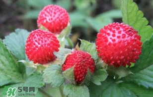 蛇莓收購多少一公斤？蛇莓價格