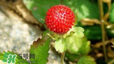 蛇莓收購多少一公斤？蛇莓價格
