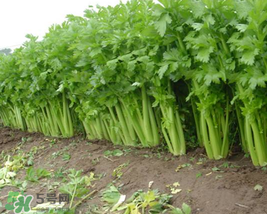 五月份可以種芹菜嗎？芹菜適合什么時候播種？