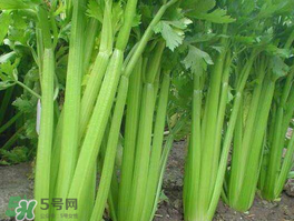 五月份可以種芹菜嗎？芹菜適合什么時候播種？
