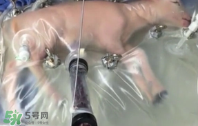 人造子宮初現曙光，未來將是男媽媽的天下？