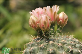 五月份種什么花？5月份適合種什么花？