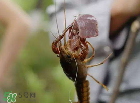 什么時候釣龍蝦最好？龍蝦幾月份能釣？