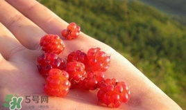 山莓能不能生吃？山莓可不可以生吃？