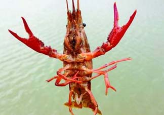 什么時候釣龍蝦最好？龍蝦幾月份能釣？