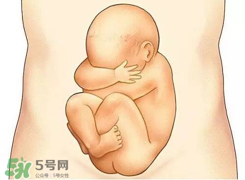 胎兒在媽媽肚子里都會(huì)干啥？胎兒的神奇世界