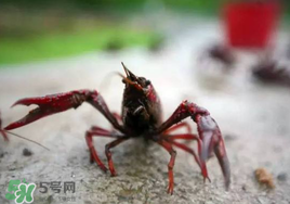 小龍蝦什么時(shí)候最好釣？什么時(shí)候可以釣小龍蝦？