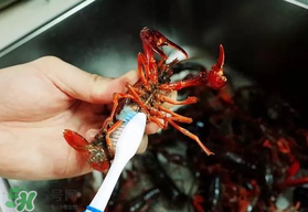 野生小龍蝦什么時(shí)候有？野生小龍蝦幾月份有？