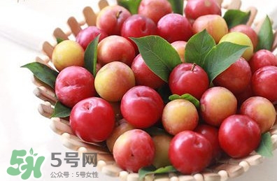 三華李種植幾年可掛果？三華李什么時(shí)候種植