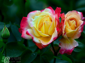 月季花5月扦插當年會開花嗎？月季花的花期