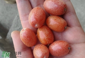 羊奶果是熱性還是涼性？羊奶果的功效與作用