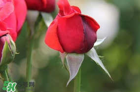 月季從有花苞到開花需要多久？月季花苞到開花要多久？