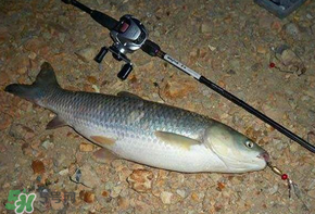 五月份能釣草魚嗎？五月份釣草魚用什么餌料？