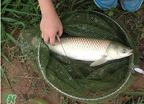 五月份能釣草魚嗎？五月份釣草魚用什么餌料？