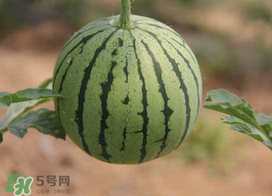 五月份可以種西瓜嗎？五月份怎么種西瓜？