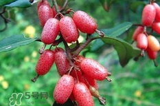 羊奶果要剝皮嗎？羊奶果剝皮還是帶皮吃好？