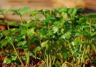 5月份能種香菜嗎？五月份能種香菜嗎？