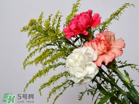 母親節送什么顏色的康乃馨？2017年母親節康乃馨推薦