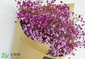 滿天星多少錢(qián)一束2017？滿天星多少錢(qián)一支2017？