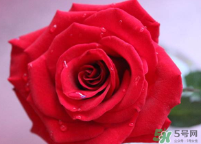 母親節送什么顏色的玫瑰花？母親節送幾朵玫瑰花？