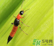 隱翅蟲(chóng)和蚊蟲(chóng)的區(qū)別？隱翅蟲(chóng)和蚊蟲(chóng)有什么不一樣？