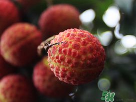 五月份有荔枝嗎？5月份有荔枝嗎？