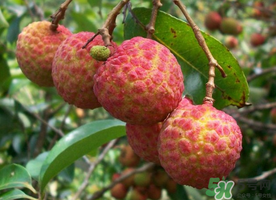 五月份有荔枝嗎？5月份有荔枝嗎？
